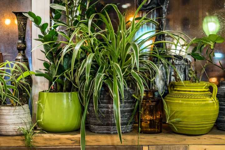 Dù bạn là người &quot;vụng thối vụng nát&quot; thì vẫn trồng được 5 loại cây cảnh này ngon ơ - Ảnh 5.