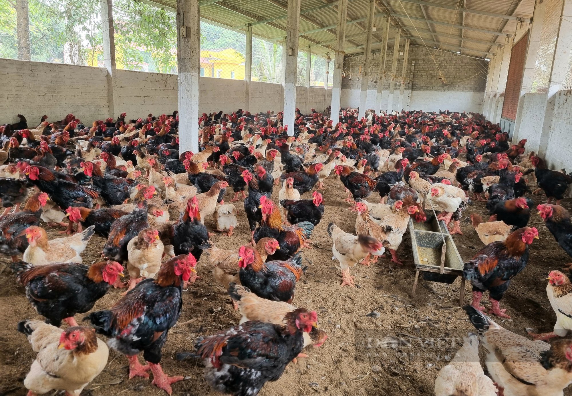 Ninh Bình: Nuôi 1.000 con gà Đông Tảo lai lãi 20 triệu đồng/lứa - Ảnh 2.
