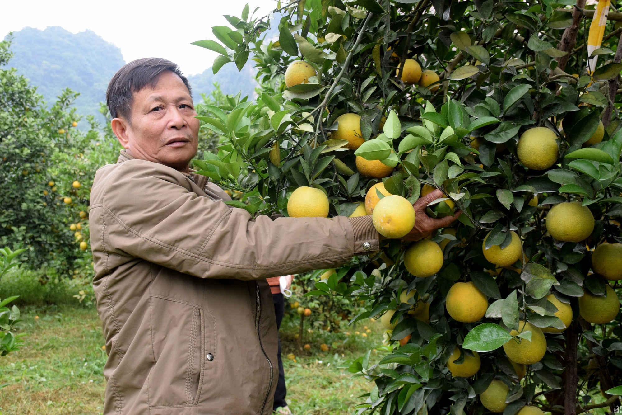 Nghệ An: Chi hàng trăm triệu trồng cam, vì sao mới thu hoạch vài vụ nông dân đã phải chặt bỏ? - Ảnh 7.
