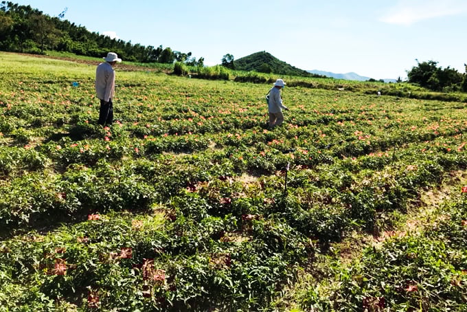 Trồng thứ sâm gì như cây cảnh, nhanh được nhổ củ bán, nông dân Khánh Hòa lời hơn 157 triệu/ha? - Ảnh 1.