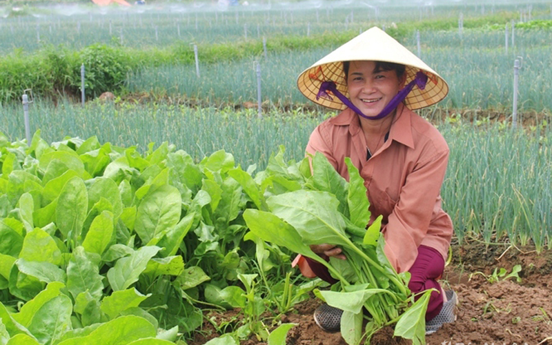 Loại rau bán đầy chợ mà nhắc đến tên là bầu trời tuổi thơ ùa về lại có công dụng như &quot;thần dược&quot; - Ảnh 1.