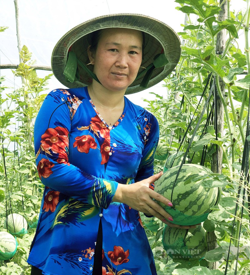 Vườn dưa hấu độc nhất vô nhị - Ảnh 7.