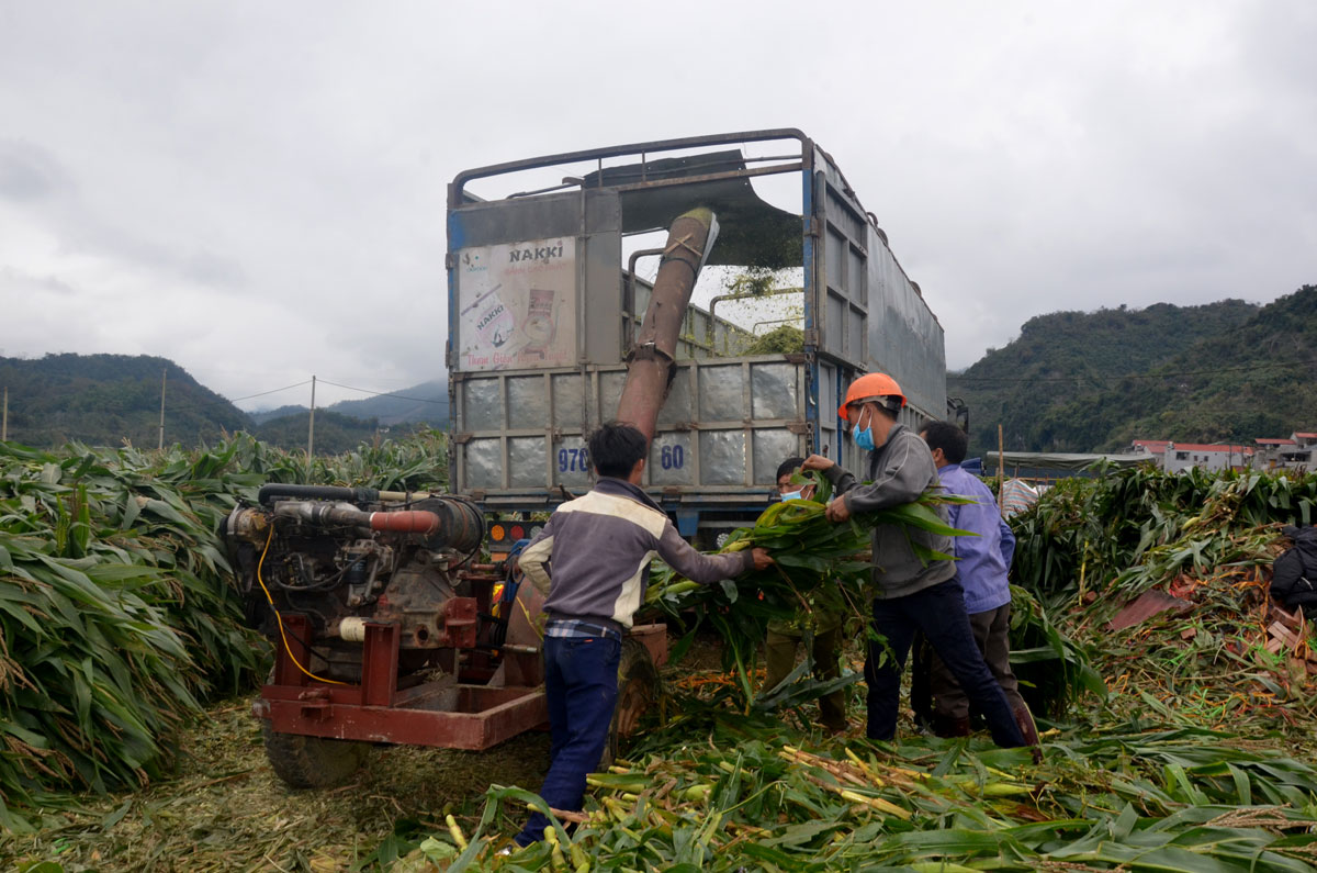 Trồng thứ ngô chỉ thấy lá là lá, cây còn xanh ngăn ngắt đã chặt bán, nông dân Bắc Kạn vẫn có lời - Ảnh 3.