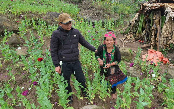 Liên tiếp phát hiện các vụ trồng cây thuốc phiện trái phép