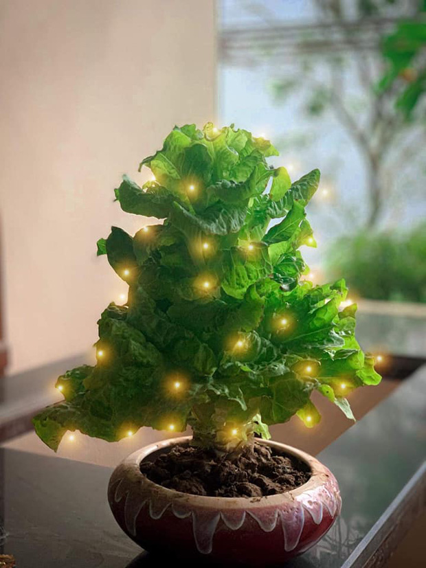 Đào - quất - mai đã có “đối thủ”: Loạt cây cảnh trưng Tết độc nhất khiến hàng xóm phải trầm trồ! - Ảnh 11.