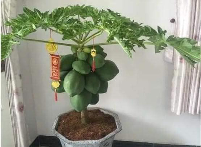 Đào - quất - mai đã có “đối thủ”: Loạt cây cảnh trưng Tết độc nhất khiến hàng xóm phải trầm trồ! - Ảnh 15.