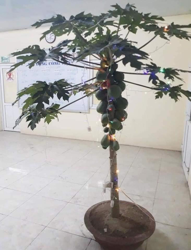 Đào - quất - mai đã có “đối thủ”: Loạt cây cảnh trưng Tết độc nhất khiến hàng xóm phải trầm trồ! - Ảnh 14.