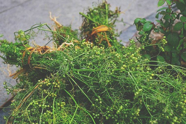 Bài dự thi viết &quot;Ký ức tết trong tôi&quot;: Những bó cây Mùi già thơm thảo - Ảnh 1.