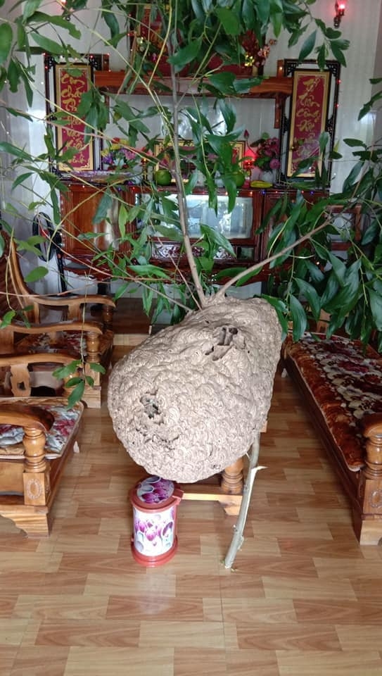 Đào - quất - mai đã có “đối thủ”: Loạt cây cảnh trưng Tết độc nhất khiến hàng xóm phải trầm trồ! - Ảnh 3.