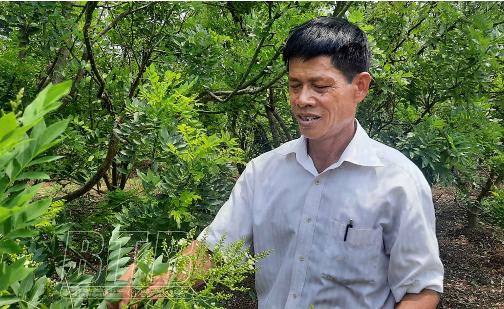 Trồng thứ cây đẹp như cây cảnh, hái hoa bán đắt như vàng, ông nông dân Thái Bình giàu hẳn lên - Ảnh 3.