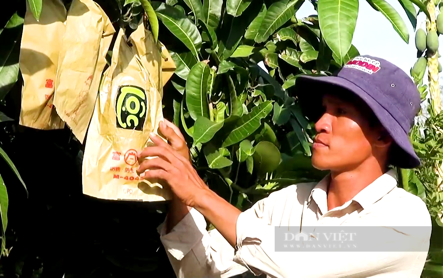 Đầu năm xông đất anh nông dân “phù phép” nhào nặn trái cây, thu 100 triệu ngày Tết - Ảnh 4.
