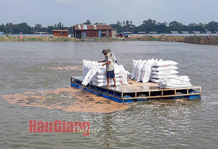Loài cá xuất khẩu bất ngờ sốt giá, nông dân nuôi cá tra ĐBSCL tiếc hùi hụi - Ảnh 1.