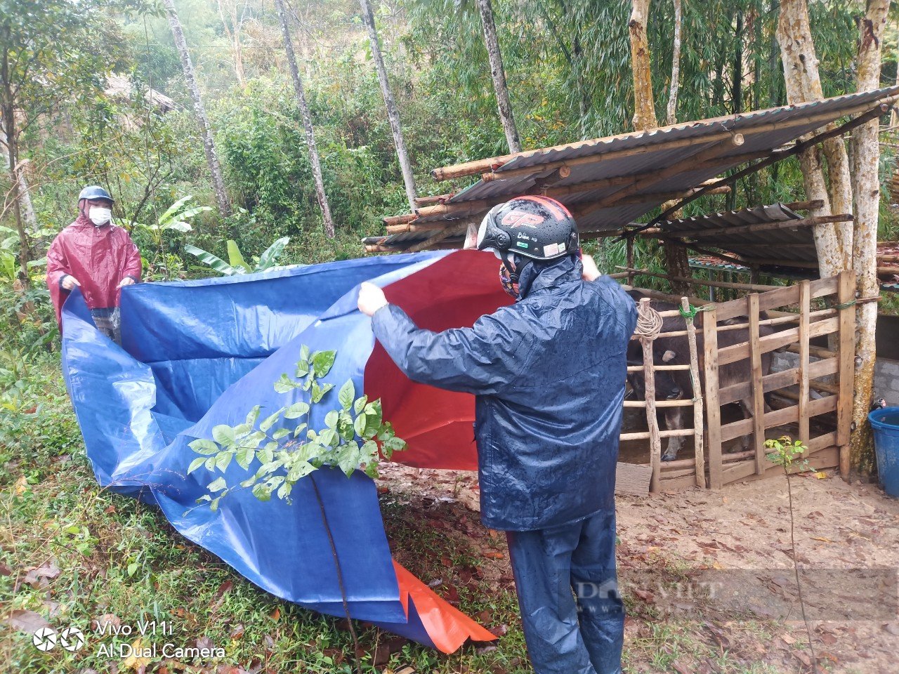 Nông dân Nghệ An “mặc áo, đắp chăn” cho đàn đàn gia súc - Ảnh 3.