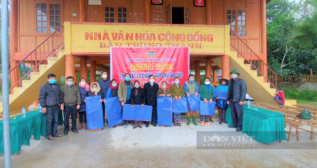 Nông dân Nghệ An “mặc áo, đắp chăn” cho đàn đàn gia súc dưới 10 độ C - Ảnh 7.
