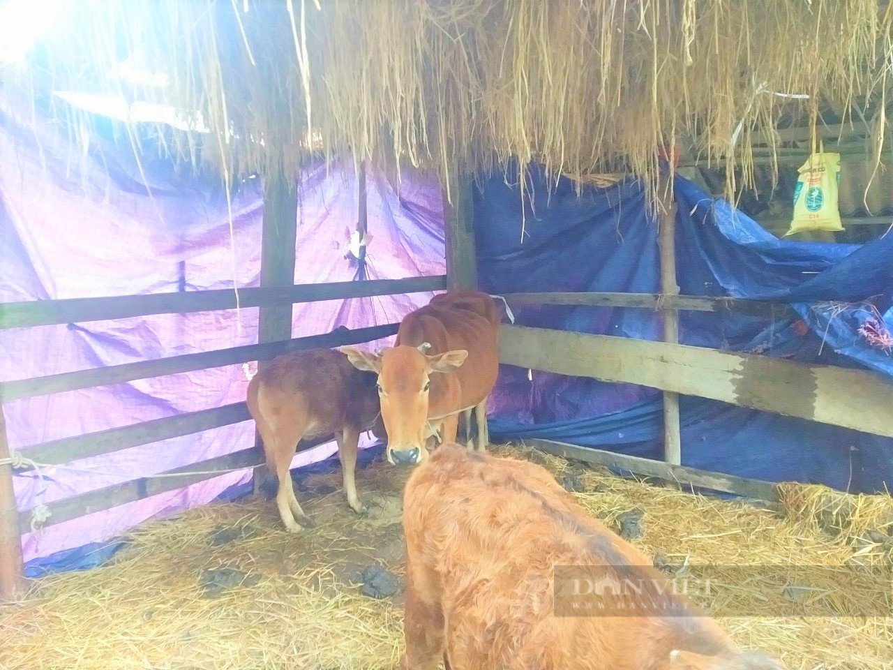 Nông dân Nghệ An “mặc áo, đắp chăn” cho đàn đàn gia súc - Ảnh 1.