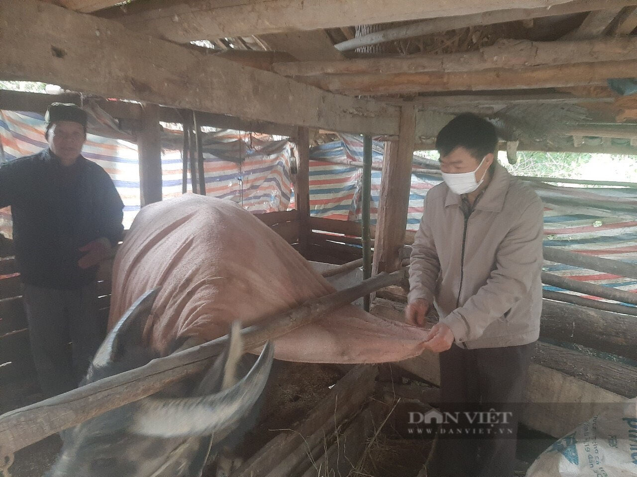 Mặc áo bông, bung ngô, lập nhóm zalo... để chăm sóc đàn &quot;đầu cơ nghiệp&quot; dưới thời tiết 0 độ C ở Hà Giang - Ảnh 1.