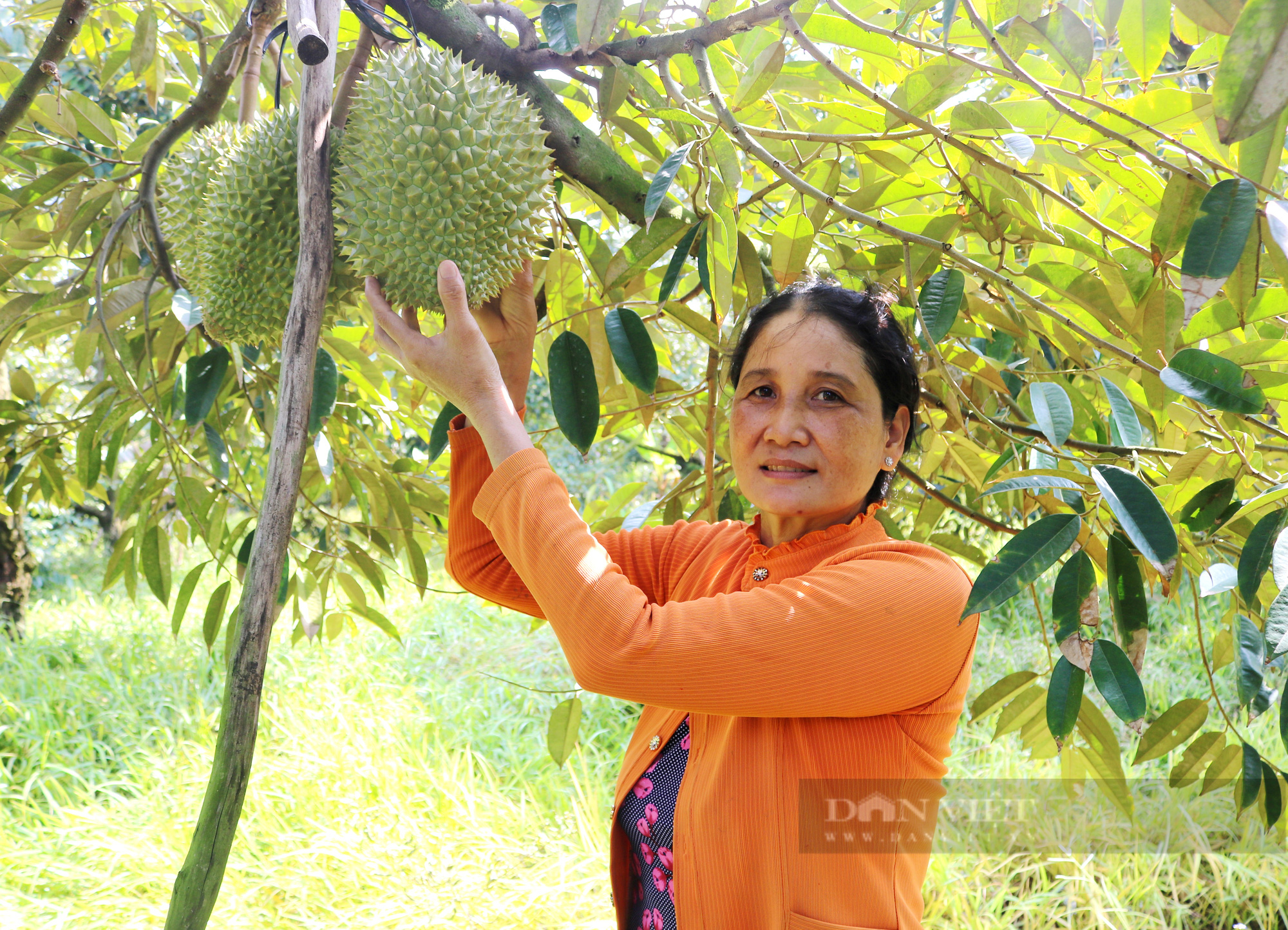 Tiền Giang: Giá sầu riêng tăng nóng, nông dân bói không ra trái để bán - Ảnh 3.