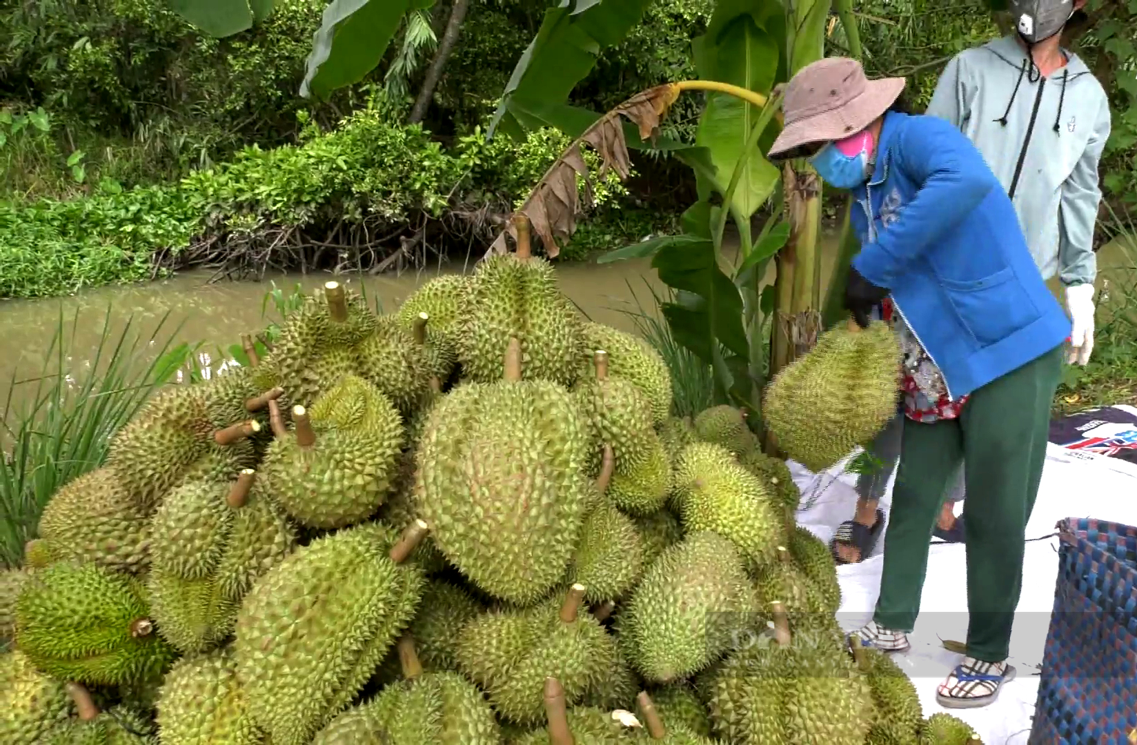 Tiền Giang: Giá sầu riêng tăng nóng, nông dân bói không ra trái để bán - Ảnh 1.