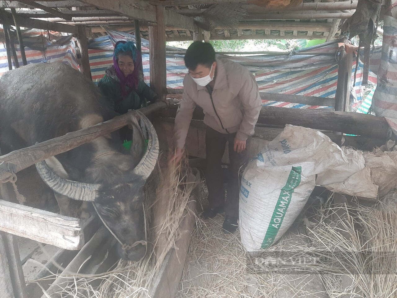 Mặc áo bông, bung ngô, lập nhóm zalo... để chăm sóc đàn &quot;đầu cơ nghiệp&quot; dưới thời tiết 0 độ C ở Hà Giang - Ảnh 3.