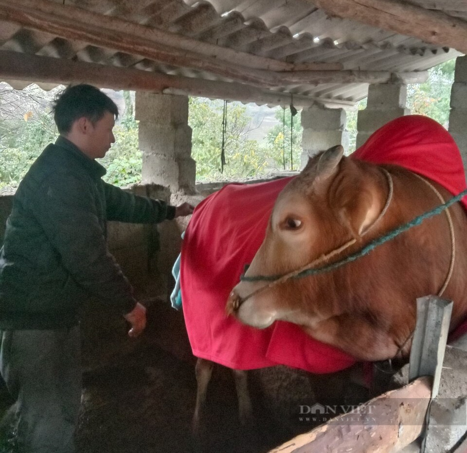 Mặc áo bông, bung ngô, lập nhóm zalo... để chăm sóc đàn &quot;đầu cơ nghiệp&quot; dưới thời tiết 0 độ C ở Hà Giang - Ảnh 4.