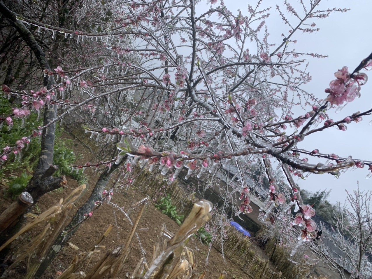 Hoa đào đóng băng giữa mùa xuân, du khách đổ xô ra miền Bắc săn tuyết - Ảnh 7.