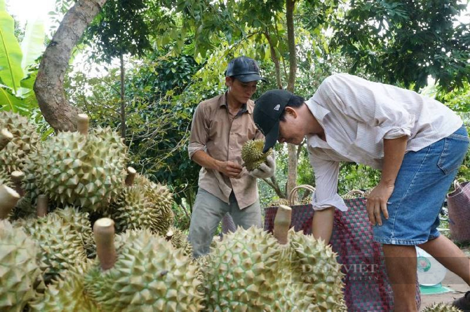 Trái cây nghịch vụ đang thu hoạch, giá tăng cao - Ảnh 4.