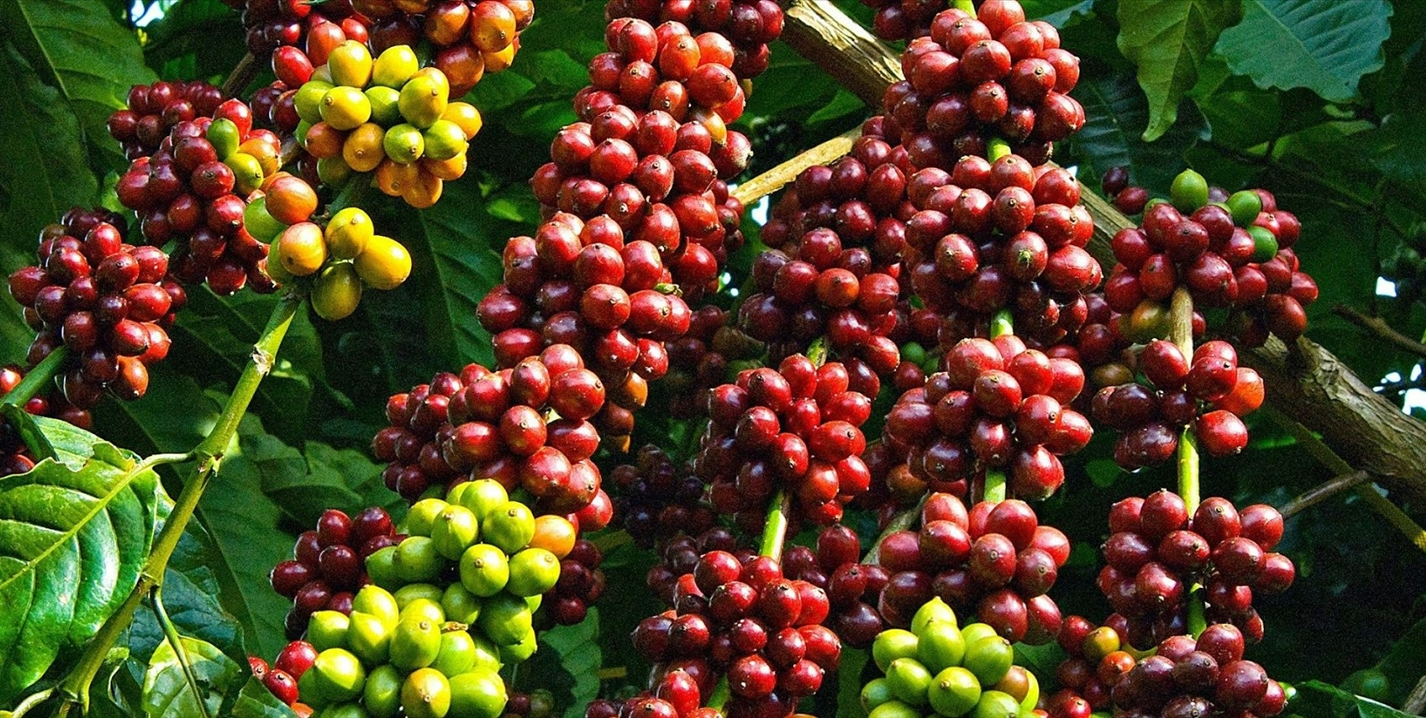 Giá cà phê nhân Đắk Lắk hôm nay không biến động, kỹ thuật &quot;ép&quot; cho hoa cà phê nở đều - Ảnh 1.