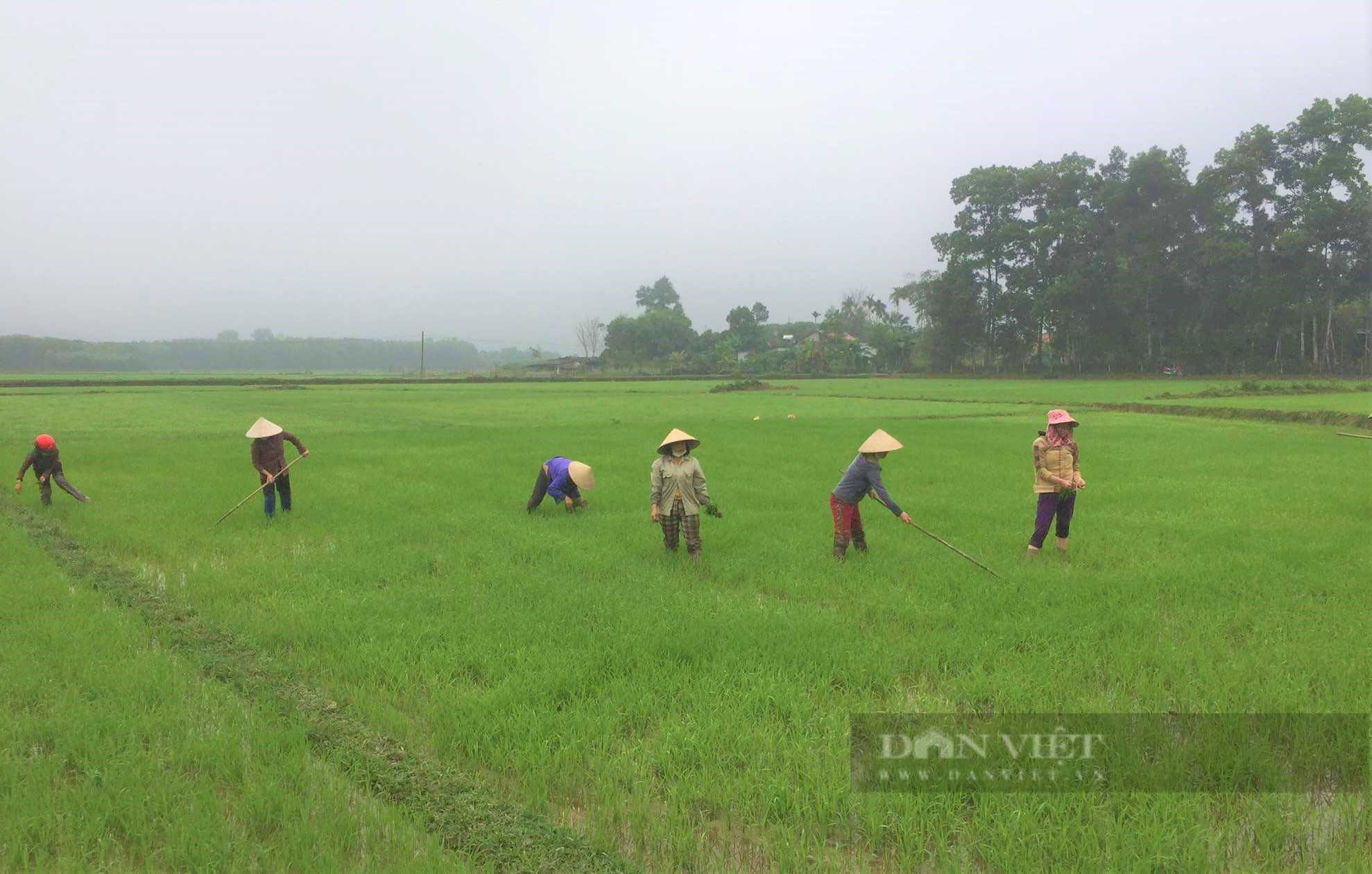 Nông dân Hà Tĩnh xắn quần, lội bùn tỉa dặm lúa, làm cỏ trong tiết trời giá rét giúp F0 yên tâm cách ly - Ảnh 2.