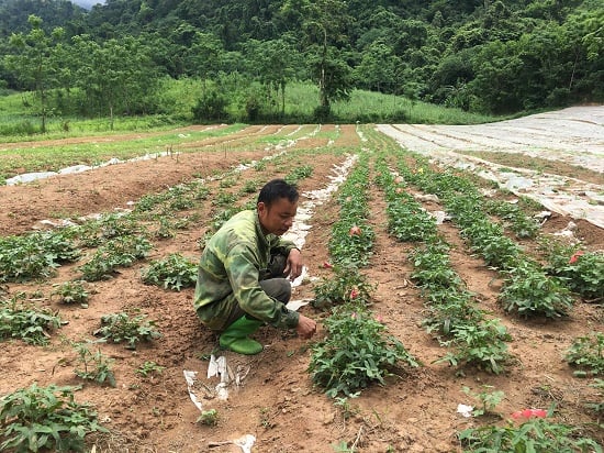 Trồng cây gì mà đào lên được củ đại bổ, lại nở hoa đẹp, nông dân có doanh thu 1 tỷ đồng/ha?  - Ảnh 5.