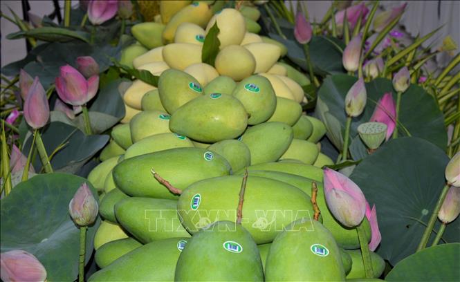 Đồng Tháp nâng cao chất lượng trái xoài xuất khẩu - Ảnh 1.
