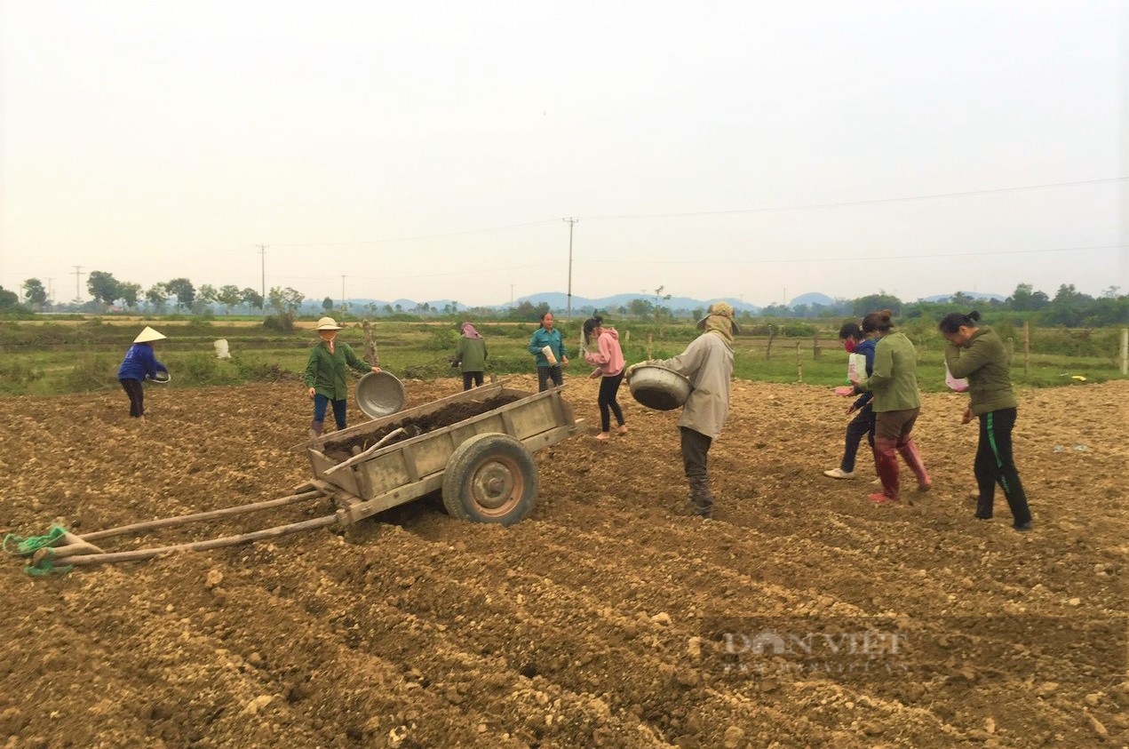 Nông dân Hà Tĩnh xắn quần, lội bùn tỉa dặm lúa, làm cỏ trong tiết trời giá rét giúp F0 yên tâm cách ly - Ảnh 3.
