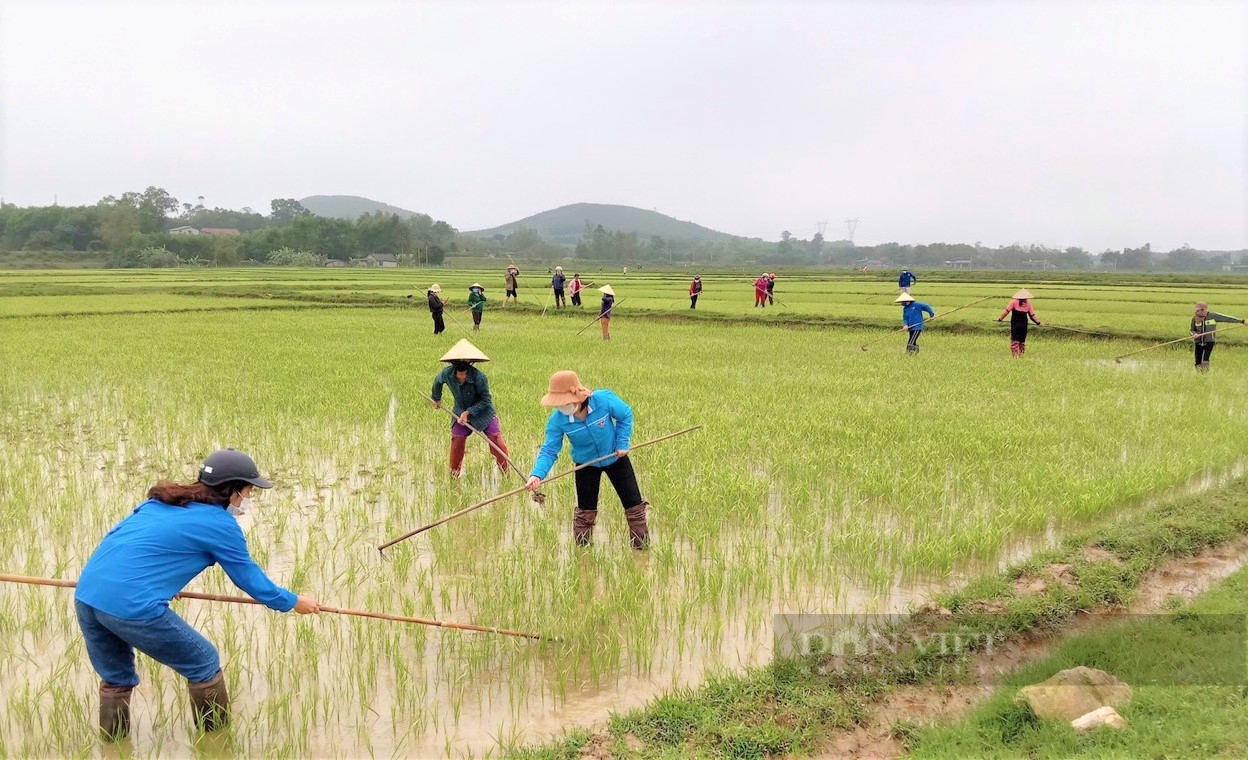 Nông dân Hà Tĩnh xắn quần, lội bùn tỉa dặm lúa, làm cỏ trong tiết trời giá rét giúp F0 yên tâm cách ly - Ảnh 7.