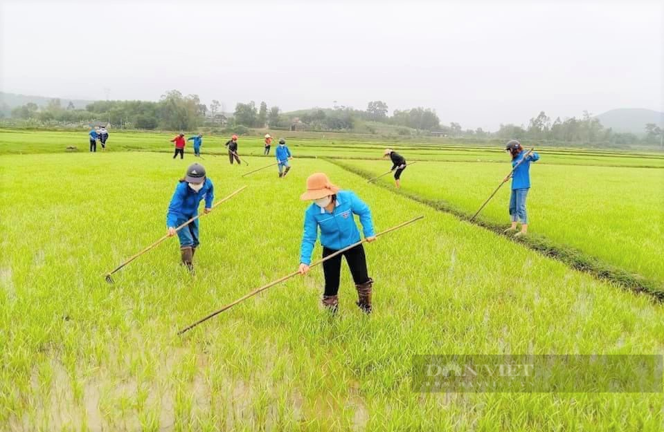 Nông dân Hà Tĩnh xắn quần, lội bùn tỉa dặm lúa, làm cỏ trong tiết trời giá rét giúp F0 yên tâm cách ly - Ảnh 1.