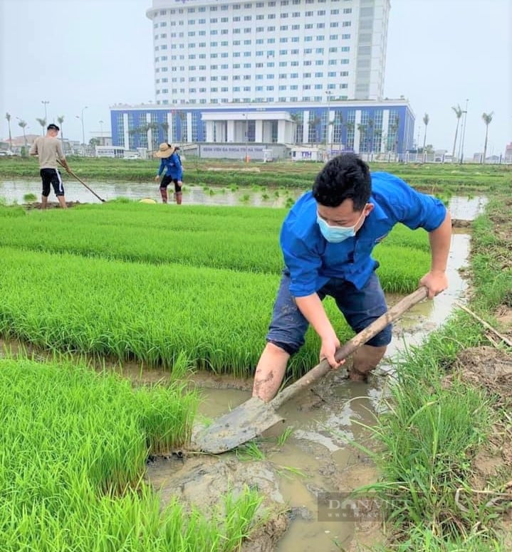 Nông dân Hà Tĩnh xắn quần, lội bùn tỉa dặm lúa, làm cỏ trong tiết trời giá rét giúp F0 yên tâm cách ly - Ảnh 6.