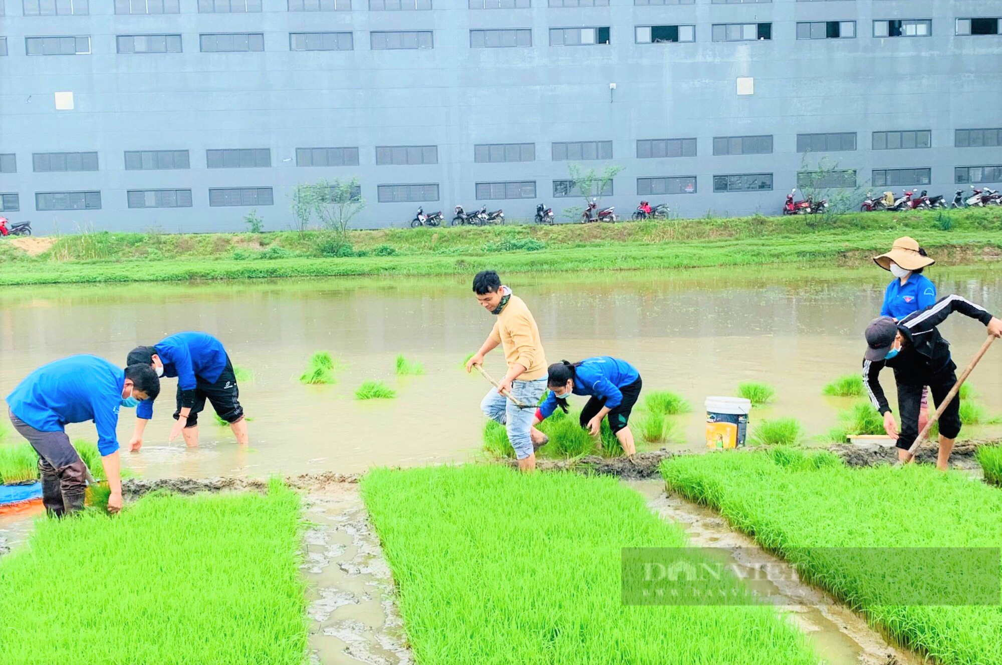 Nông dân Hà Tĩnh xắn quần, lội bùn tỉa dặm lúa, làm cỏ trong tiết trời giá rét giúp F0 yên tâm cách ly - Ảnh 4.