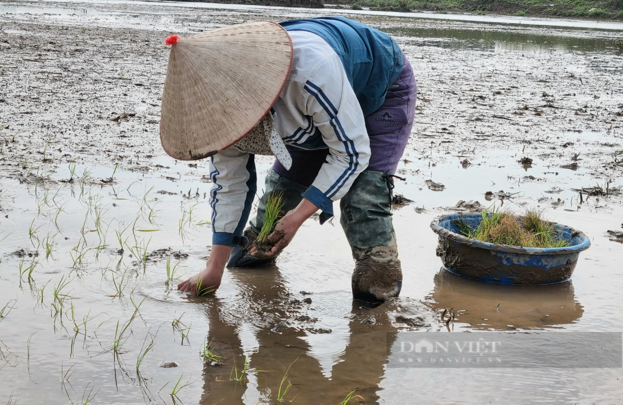 Ninh Bình: Lạnh “nghiến răng” nông dân vẫn xuống đồng gieo cấy lúa xuân - Ảnh 2.
