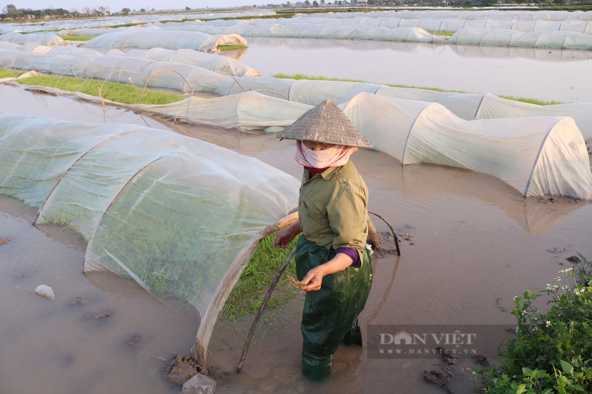 Mạ đông xuân chết hàng loạt vì giá rét, nông dân Thủ đô điêu đứng lo mất mùa sớm - Ảnh 5.