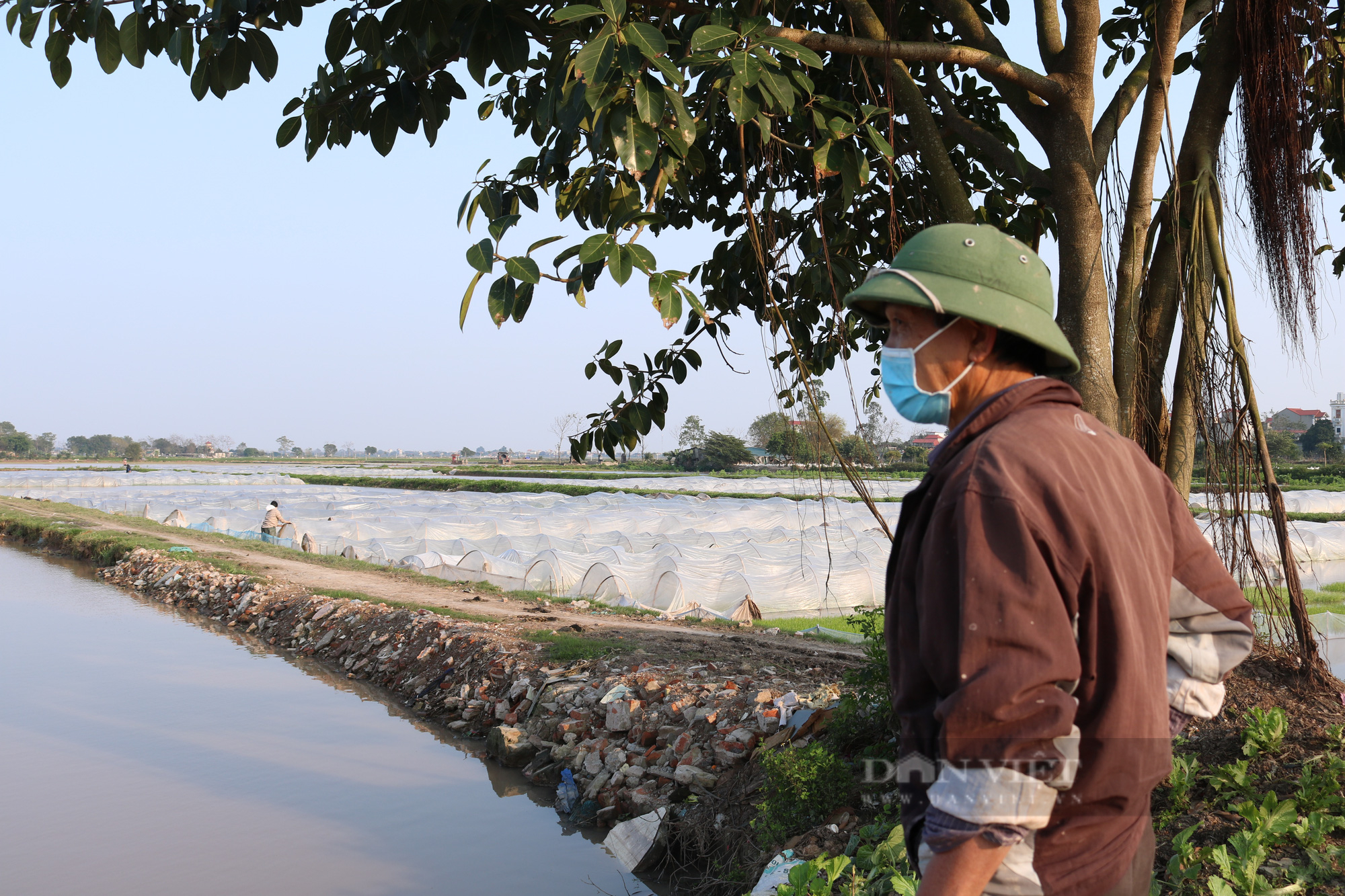 Mạ đông xuân chết hàng loạt vì giá rét, nông dân Thủ đô điêu đứng lo mất mùa sớm - Ảnh 7.