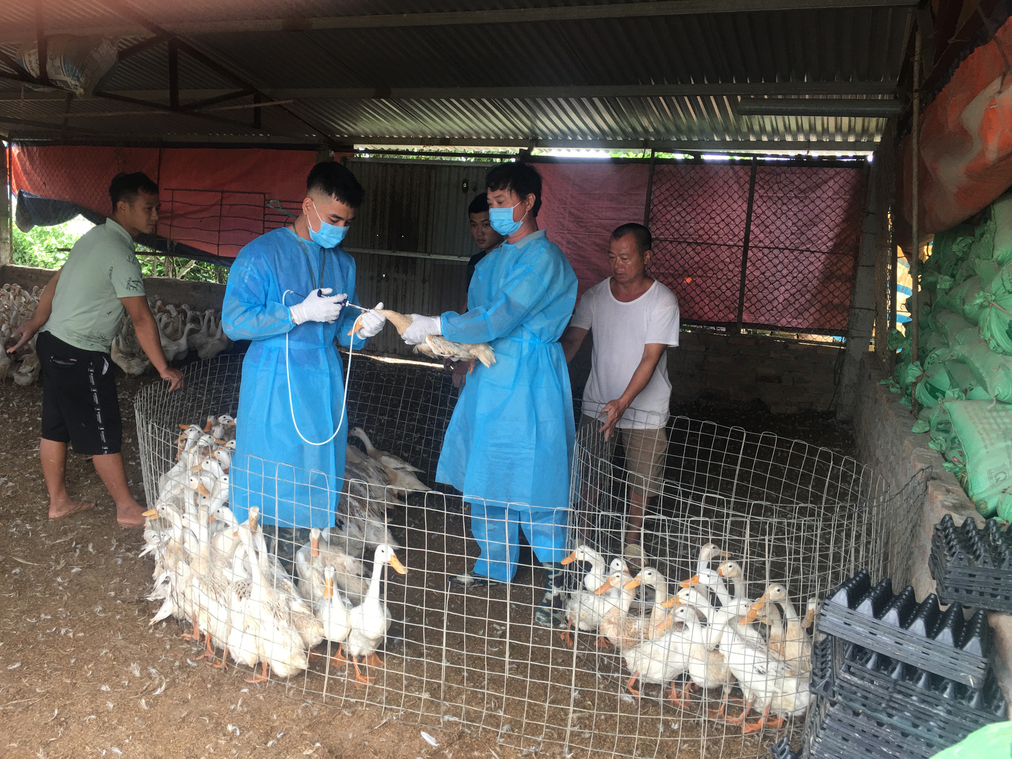 Rét đậm rét hại kéo dài, nơm nớp lo đàn gia súc, gia cầm bị dịch bệnh mới tấn công - Ảnh 2.