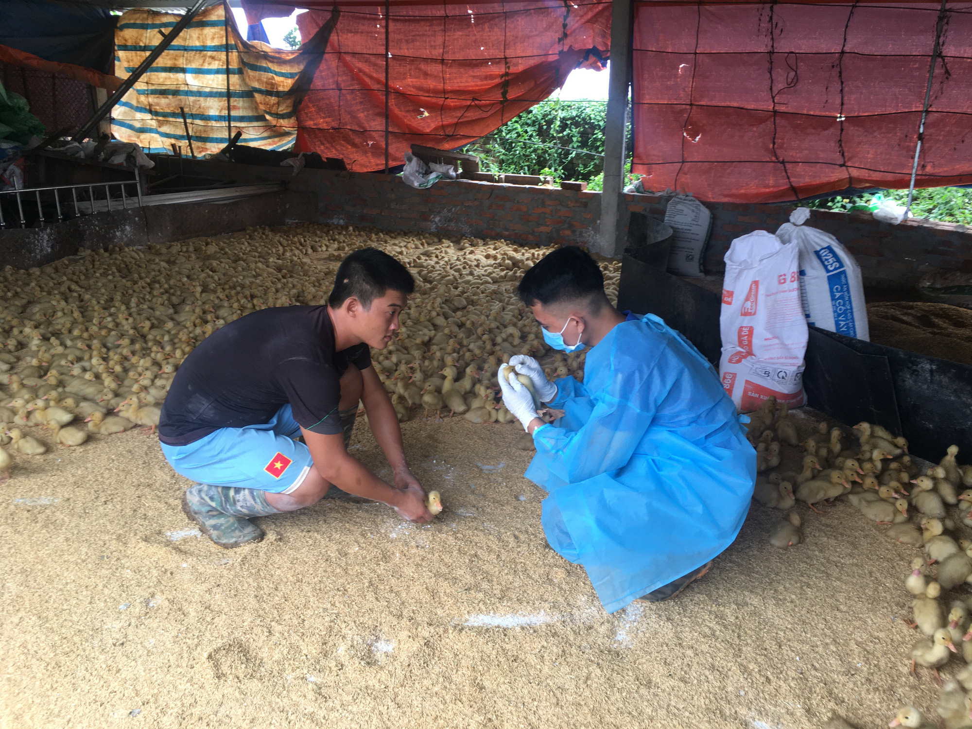 Rét đậm rét hại kéo dài, nơm nớp lo đàn gia súc, gia cầm bị dịch bệnh mới tấn công - Ảnh 4.