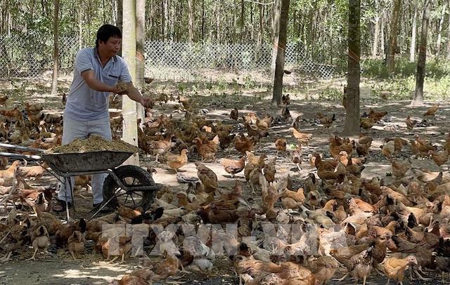 Đưa sản phẩm chăn nuôi xuất khẩu - Ảnh 1.