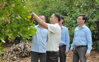 Mưa trái khoáy, điều ra bông mà lại &quot;điếc&quot; trái, người trồng điều Bình Phước... khô héo theo
