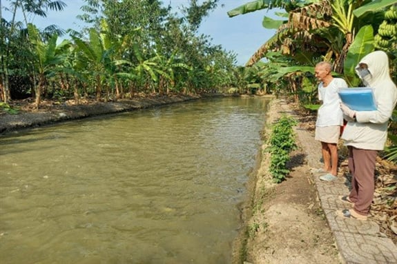 Đào ao trong vườn nuôi loài cá ham ăn chuối chín, rau cải, một ông nông dân Hậu Giang bắt bán 10 tấn/vụ - Ảnh 1.