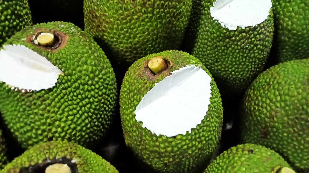 Giá mít Thái hôm nay 25/2: Giá cao nhất tại vườn 10.000 đồng/kg, tại sao trái mít trên 9 kg chỉ bán được mít chợ? - Ảnh 1.