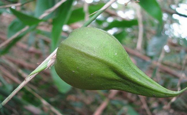 Loại quả trên cây quen thuộc ở mỗi làng quê được cho là trăm năm mới kết trái, báo hiệu thảm hoạ - Ảnh 11.