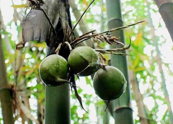 Loại quả trên cây quen thuộc ở mỗi làng quê được cho là trăm năm mới kết trái, báo hiệu thảm hoạ - Ảnh 3.
