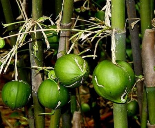 Loại quả trên cây quen thuộc ở mỗi làng quê được cho là trăm năm mới kết trái, báo hiệu thảm hoạ - Ảnh 8.