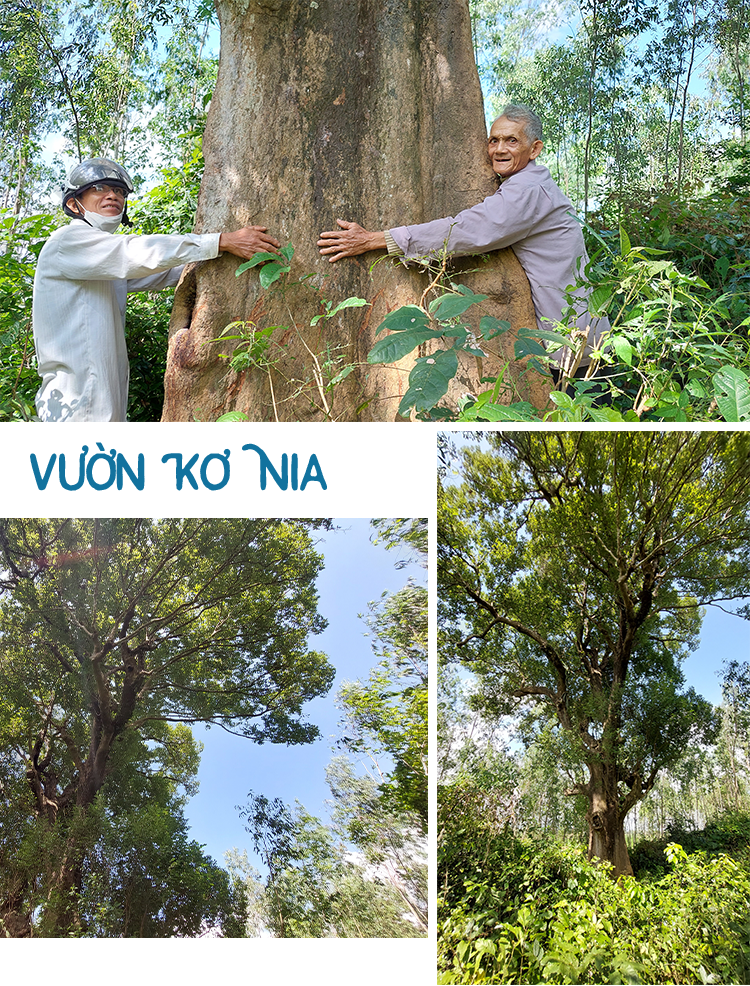 Báu vật trăm năm tuổi đất Tây Nguyên hiện hữu độc nhất  giữa đồng bằng - Ảnh 13.