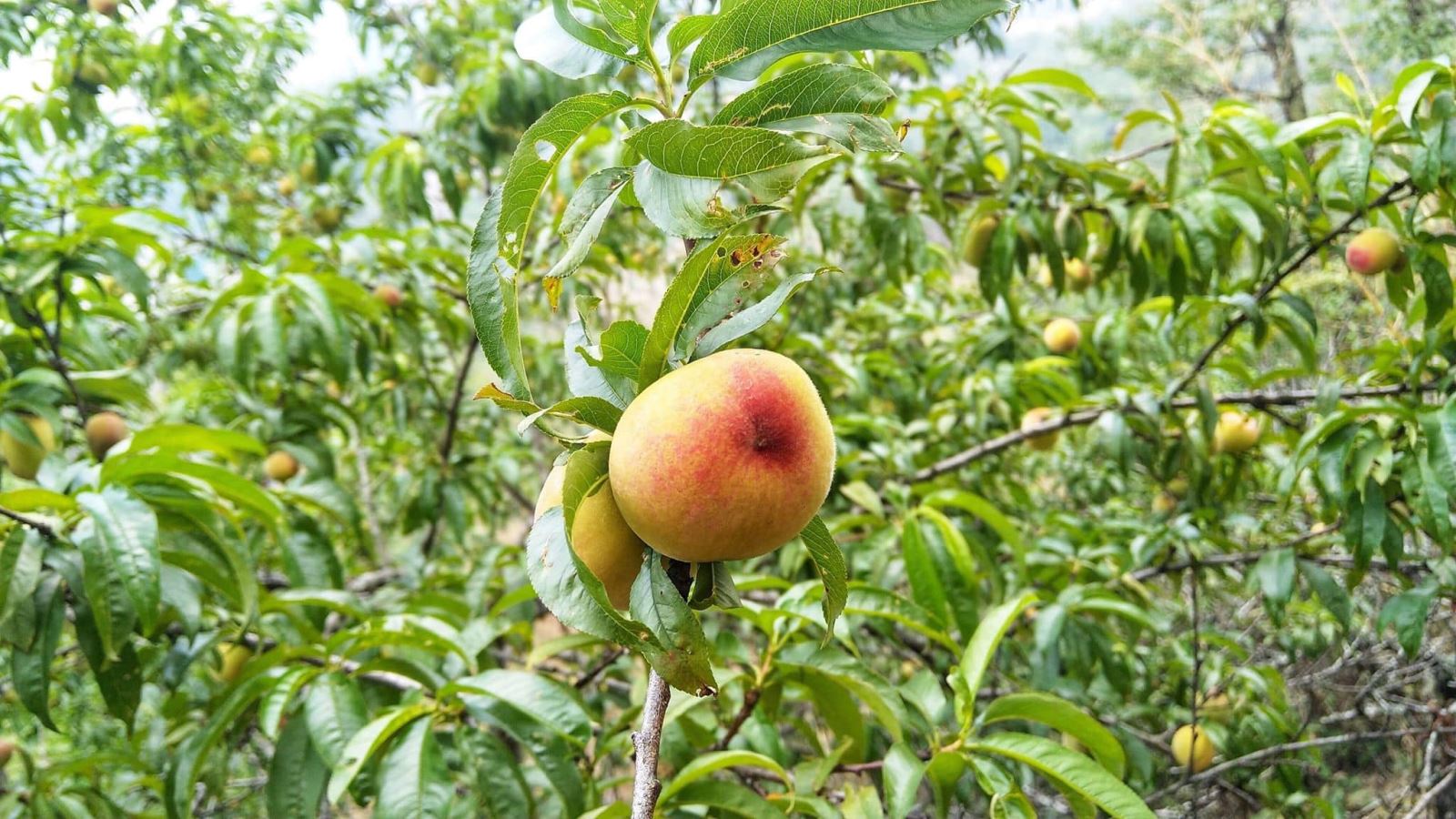 Đặc sản Sapa nhớ mua về làm quà - Ảnh 2.