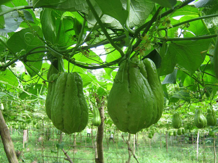 Đặc sản Sapa nhớ mua về làm quà - Ảnh 5.